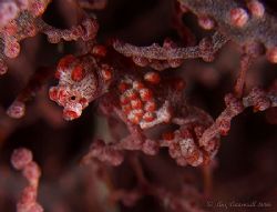 1st go with a pygmy seahorse... treading on wellworn trac... by Alex Tattersall 